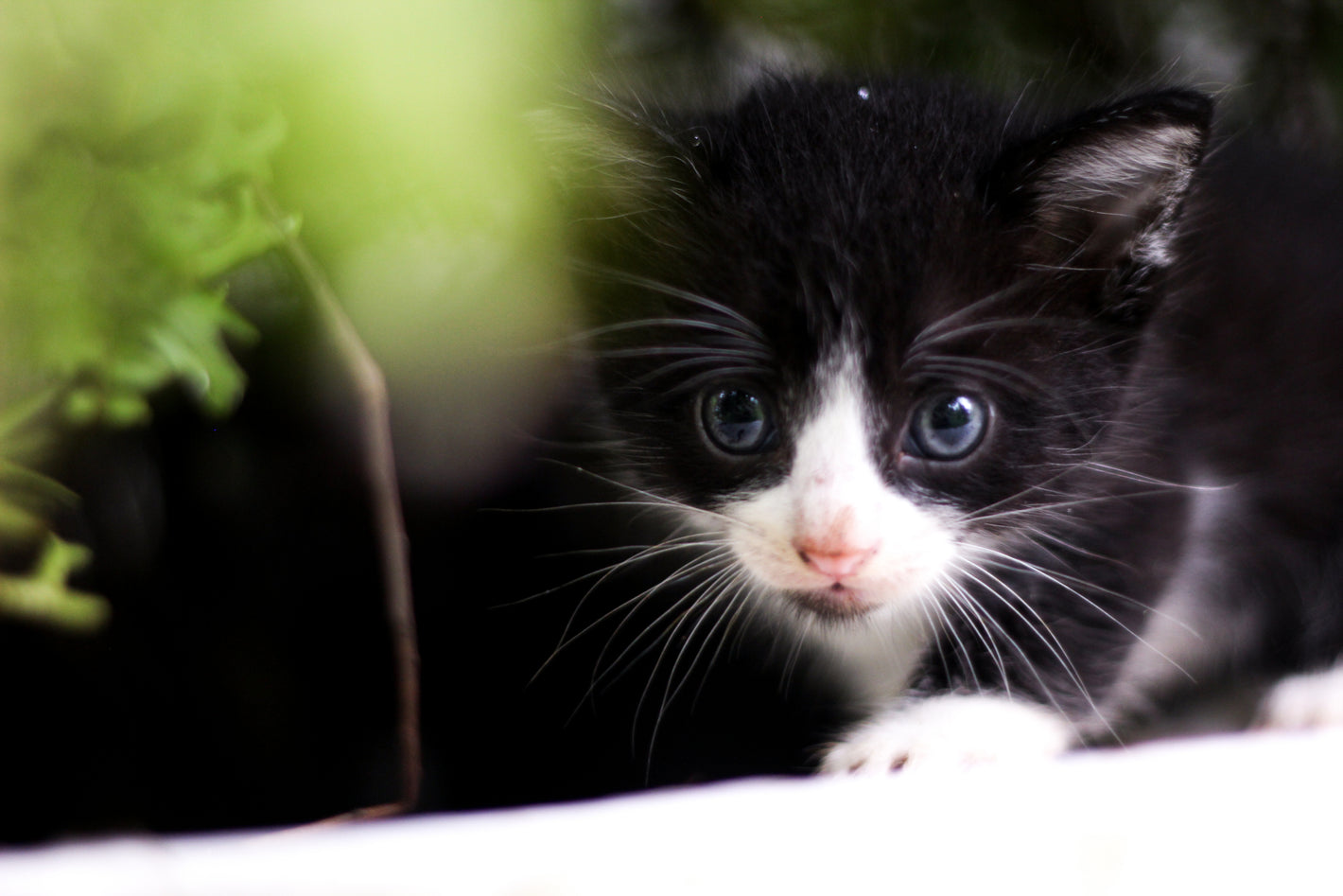 Kleine Baby Katze mit blauen Augen pirscht sich heran