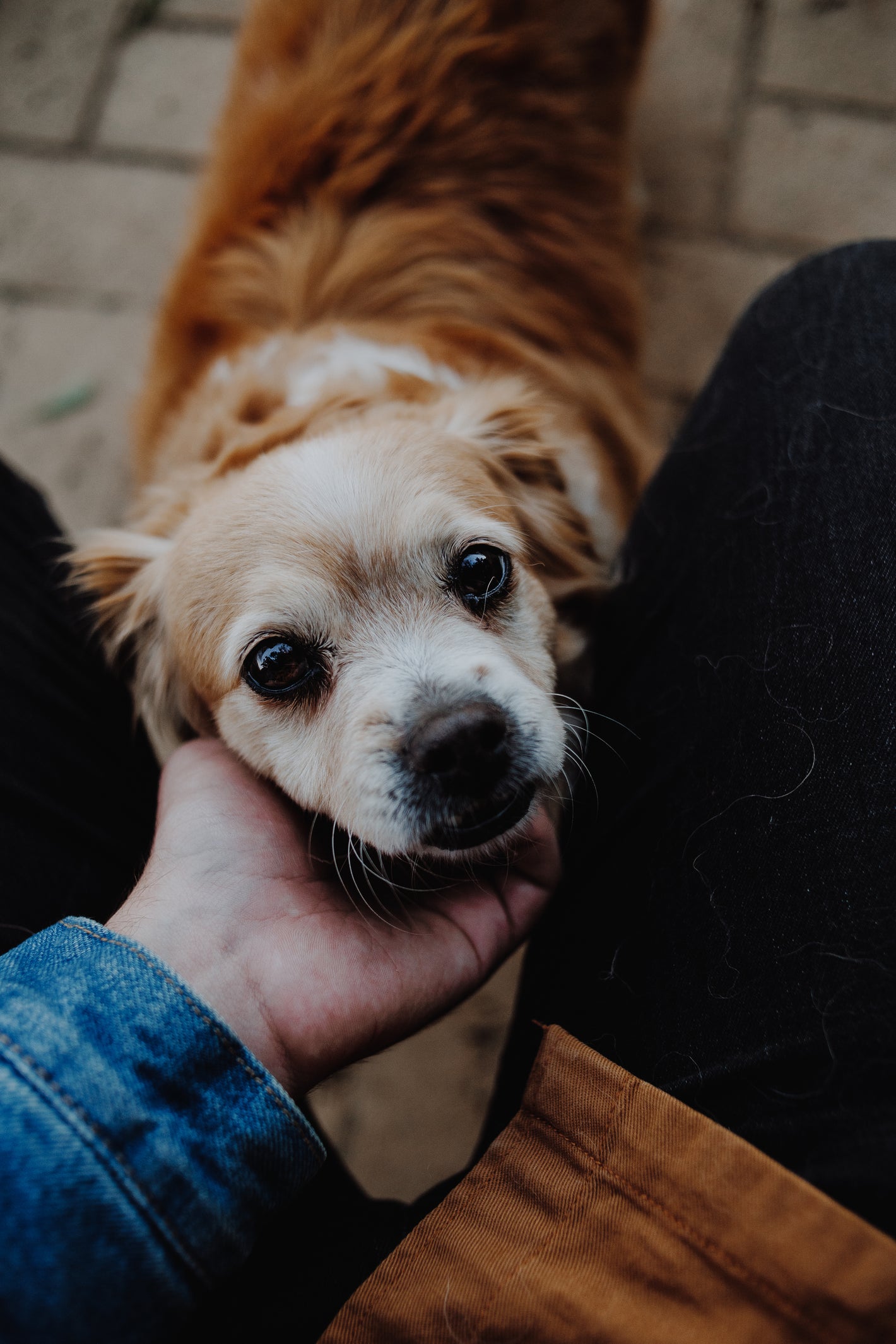 Hund wird gestreichelt