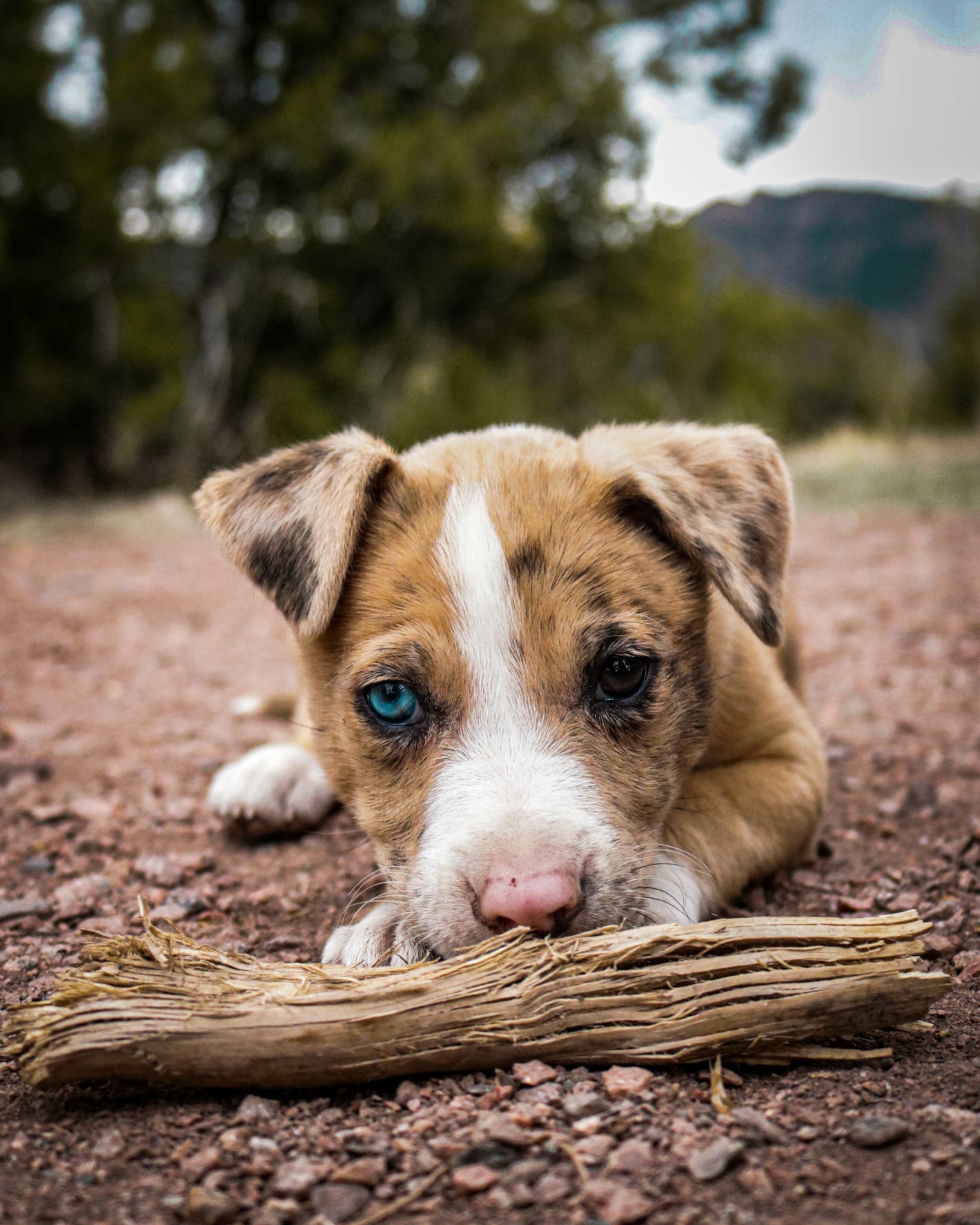 Baby Hund mit blauem und braunen Auge liegt auf dem Boden